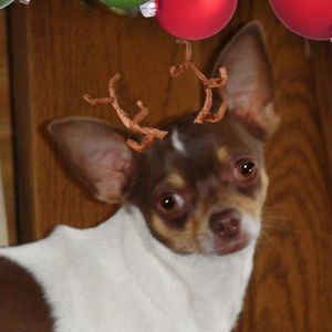 Meet your Posher, Susan